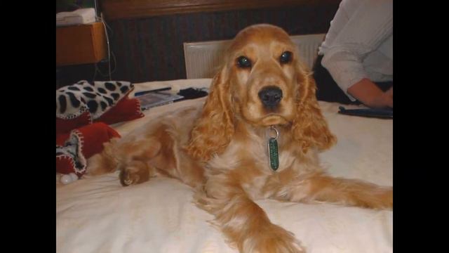 Кокер-Спаниель/Cocker Spaniel (порода собак HD slide show)! смотреть онлайн