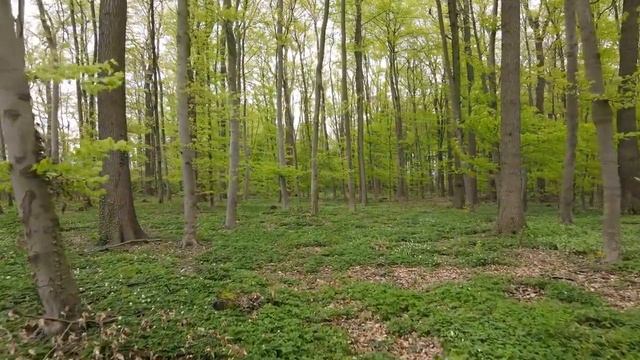 Зеленый лес