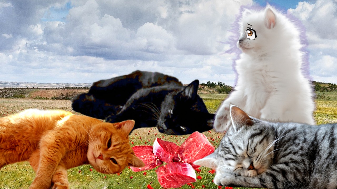 ОТРАВЛЕННОЕ МЯСО! Кошки его съели…