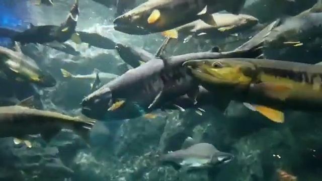 Oncorhynchus Keta Salmon смотреть онлайн