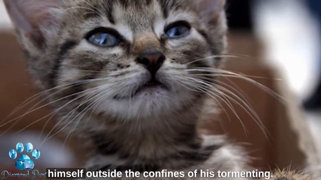 The Kitten Pulled His Little Paw at the Man Trying to Escape from His Evil Owner смотреть онлайн