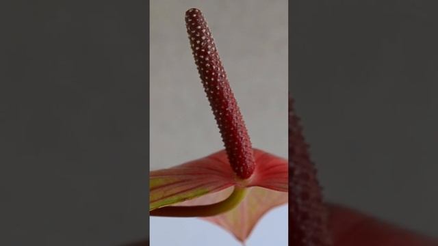 Антуриум Фламинго Пинк (питомник Зеленые Ворота) смотреть онлайн