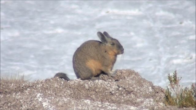 Southern Viscacha - Lagidium viscacia (Molina, 1782) смотреть онлайн