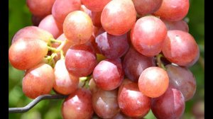 Виноград селекции Е. Г. Павловского Лазоревый (Лазурь)