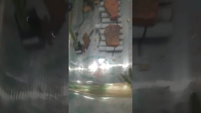 кормление Кашей смотреть онлайн