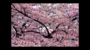 Шум чтоб печали ушли , а деньги пришли ! дуйко шумы, шумы дуйко ,шумы дуйко слушать @Андрей Дуйко