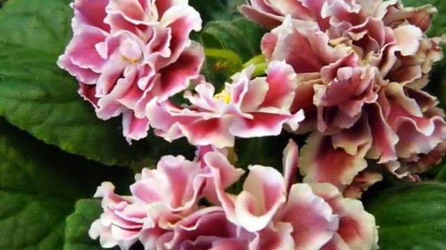 Выставка фиалок Кучеренко Татьяны Александровны смотреть онлайн