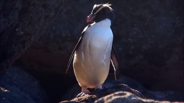 All About Penguins for Kids: Penguins of the World for Children - FreeSchool