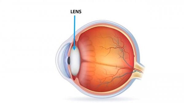 PARTS OF THE EYE || STRUCTURE AND FUNCTION OF THE EYE || EYE ANATOMY || SCIENCE VIDEO FOR KIDS