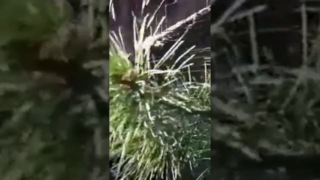 Сосна маленькая смотреть онлайн