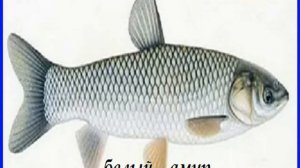 Самая выгодная рыба для разведения  Домашний бизнес