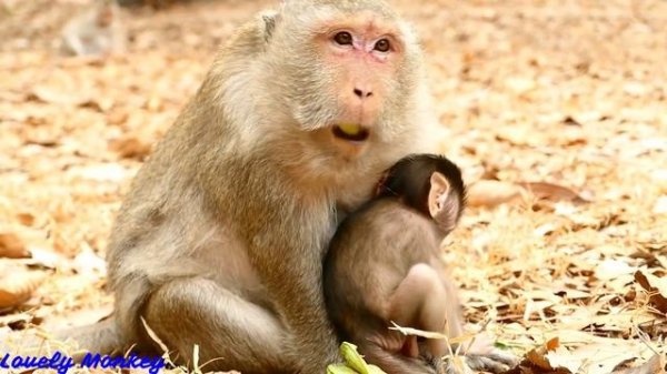 Part_1 Unbelievable Poor baby Valentin Cry&Hurt Cos Mom Queen Scream&Bite.Please Watch You Will See