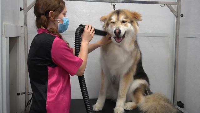 Husky mix sings me some songs смотреть онлайн