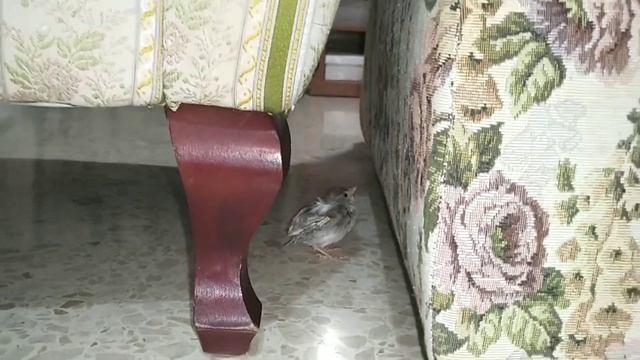 Как мы выкармливали птенца лесного соловья смотреть онлайн