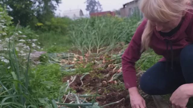 лук севок полегло перо, пришло время убирать смотреть онлайн