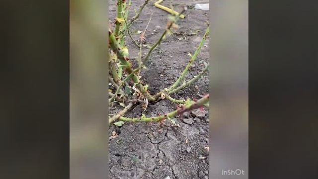 Обрезка роз. Шрабы. смотреть онлайн