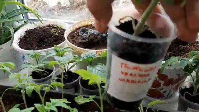 ✅Дела домашние✅Мои растишки✅ смотреть онлайн