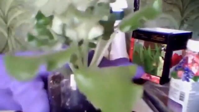 01 06 2019 Фиалка Фаворит чайлд. Комнатные цветы. Комнатные растения. смотреть онлайн