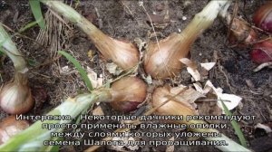 Лук Шалот — выращивание