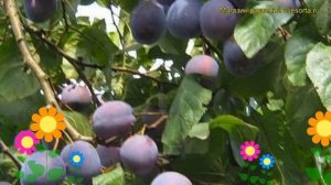 Слива домашняя Ренклод Советский. Краткий обзор, описание prunus domestica Renclod Sovetskii