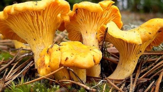 Выращивание Лисичек как бизнес идея | Грибы лисички на дачном участке смотреть онлайн