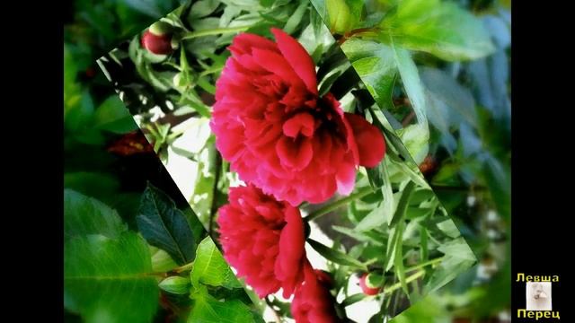 innamorata (фото Левши Перца) смотреть онлайн
