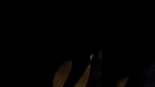 Крыса в квартире как у себя дома смотреть онлайн