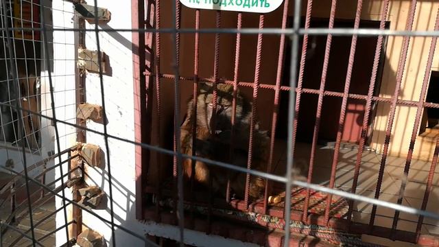 Зоопарк в Таганроге смотреть онлайн