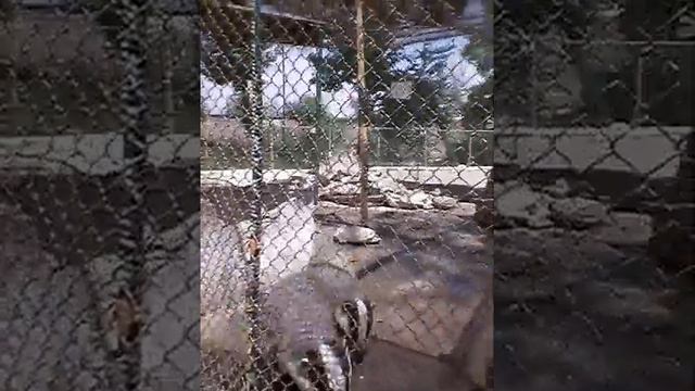 Блогер т смотреть онлайн