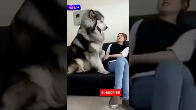 Biggest Dog Giant Alaskan Malamute смотреть онлайн