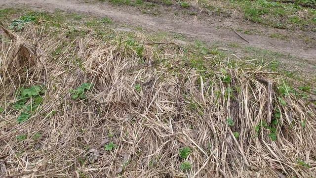 Нашли с Мартой безобидных змей - УЖЕЙ смотреть онлайн
