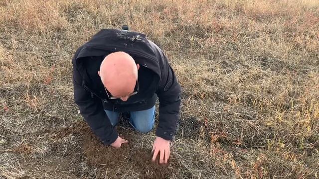 Опыт выращивания горчицы белой в ООО «Агрофирма Полюдово» Жиздринского района Калужской области. смотреть онлайн