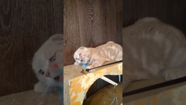 Кот Вареник 6 мес смотреть онлайн