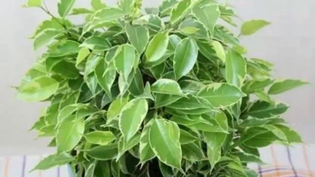 СОРТА Фикуса Бенджамина. Описание и фото разновидностей Фикуса Бенджамина. смотреть онлайн