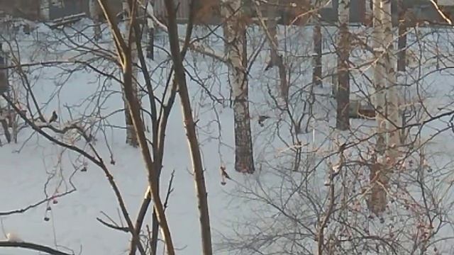 Свиристели зимой смотреть онлайн