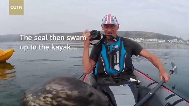 Морской котик решил присоединиться к людям на надувной лодке смотреть онлайн
