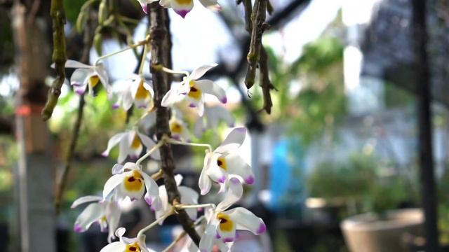 เอื้องมณีไตรรงค์(Dendrobium wardianum) смотреть онлайн