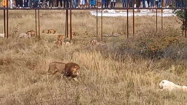 Лев Персей в опасности! Сколько ещё он продержится без еды в "лучшем" европейском парке?! смотреть онлайн