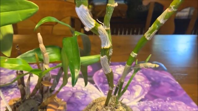 Гемантус и новинки, мои орхидейные неудачи))) смотреть онлайн