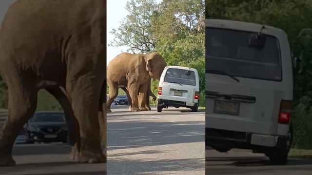 The elephant attack the van #tour_of_sivasri #elephant #wildelephants #wildlife смотреть онлайн