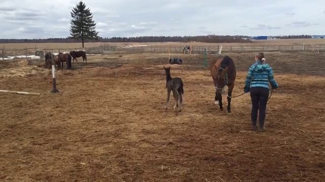 Жеребенок. Первый выход в свет. смотреть онлайн