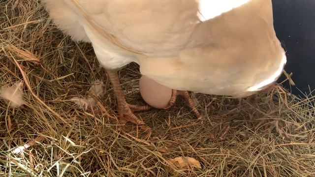 Курица снесла яйцо. Простое. смотреть онлайн