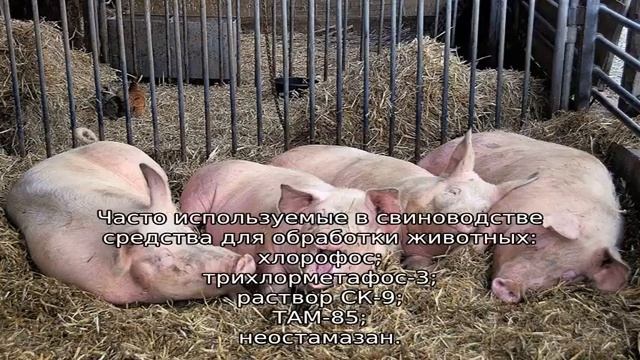 Чесотка у свиней смотреть онлайн