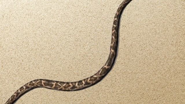 CAT GAMES Catching Snake - Hunt Snake Cat Game | on Screen Snake Video for Cats to watch смотреть онлайн