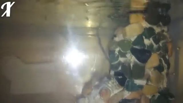 Правильное Селекция Гуппи смотреть онлайн