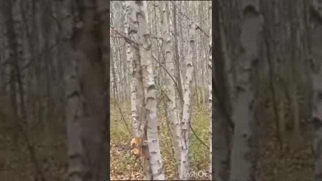 Русская гончая Гром вл. Исмайлов Ф.М. смотреть онлайн