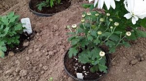 Как сохранить зимой хризантемы: мультифлора, корейская, крупноцветковая и веточная.