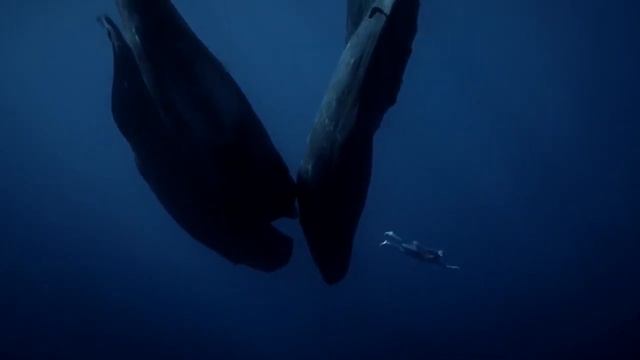 Почему Совы Так Спят Ты Никогда Не Видел Этих Животных Спящими смотреть онлайн