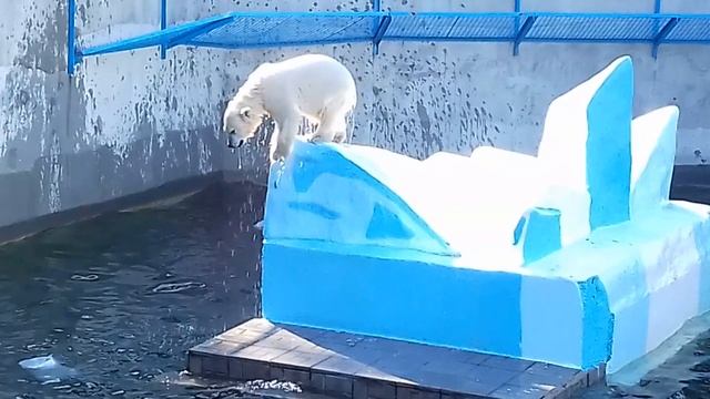 Летающие медвежата Новосибирского зоопарка........ смотреть онлайн