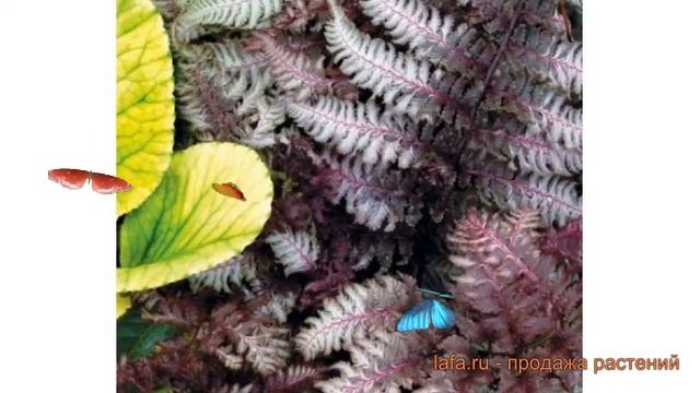 Кочедыжник ниппонский Сильвер Фолс ? обзор: как сажать, саженцы кочедыжника Сильвер Фолс смотреть онлайн